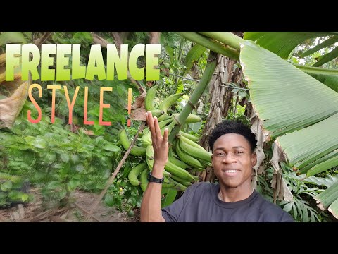 Freelance style! Plantain & Breadfruit Harvest from backyard! Vlog #16