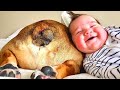 Cutest Dogs Babysitting Babies Video - Baby Awesome Video