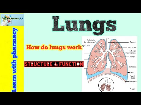 Lungs Anatomy & physiology - YouTube