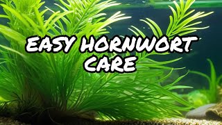 Ultimate Tips for Hornwort Care and Maintenance Guide in Your Tank! #plants