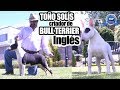 BULL TERRIER INGLÉS