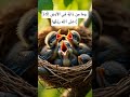 فذكر بالقرآن ق Quran Duet القزابري Birds Allah اكسبلور Mbc فذكر بالقرآن ق Quran Duet القزابري Birds Allah اكسبلور Mbc