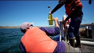 UC Davis Scientists Deploy "Larvae Robots" into Pacific Ocean screenshot 3