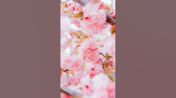 تلاوة خاشعه للقرآن بصوت الشيخ محمد ايوب رحمه الله #تلاوة_خاشعة #قرآن #قران_كريم #quran #اكسبلور#الله