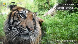 【東山動植物園公式】休園日のアオ（2026.6.29撮影）《 スマトラトラ　トラ 》