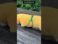 FastDry Haustier-Bademantel – Ultraweiches, schnell trocknendes Handtuch für Katzen & Hunde