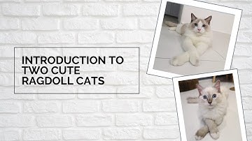 Introduction Video to Two Cute Ragdoll Cats ねこ ラグドール