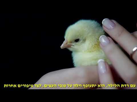 אפרוחים