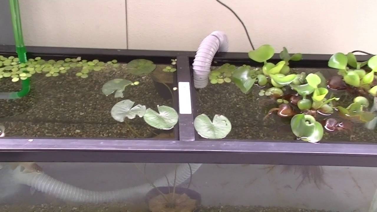 ボトリウム 田んぼで採取した草は水草なのか実験してみる Youtube