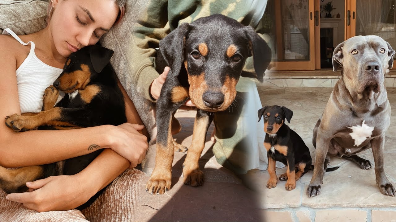 Foster Fail, Meet Our New Puppy!