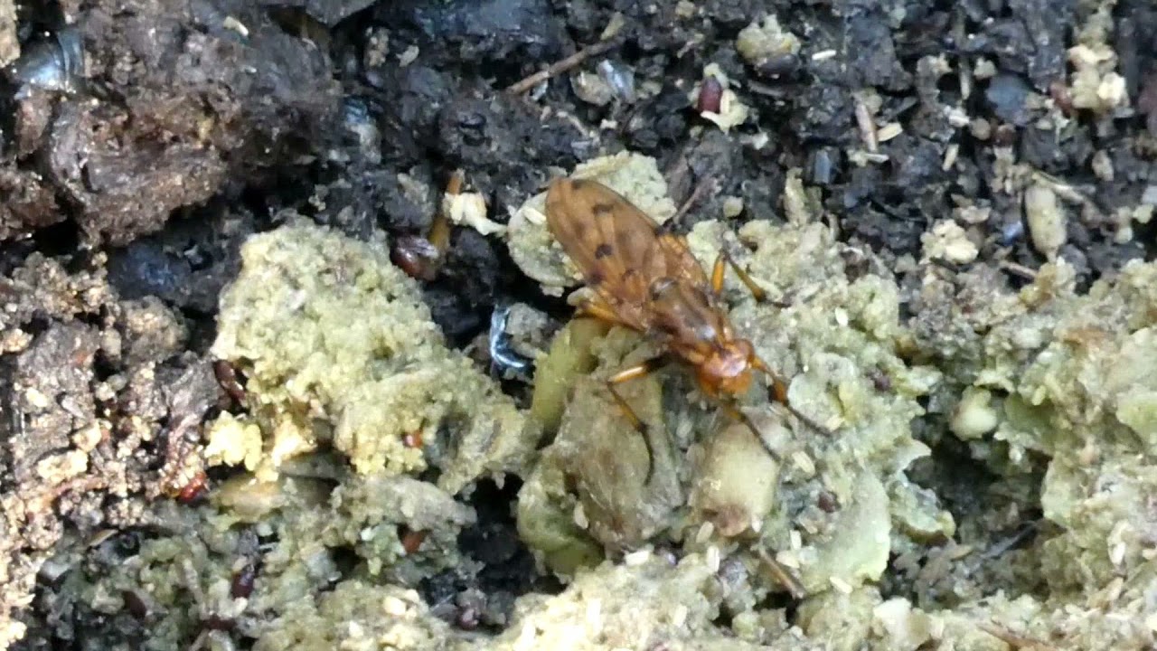 Dryomyzid Fly Licks Dung of Japanese Raccoon Dog