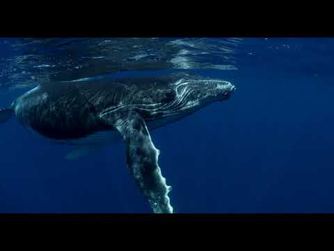 Oceana Symphony By Stella Sung Film By Annie Crawley Midi Raising Awareness About Ocean Pollution 