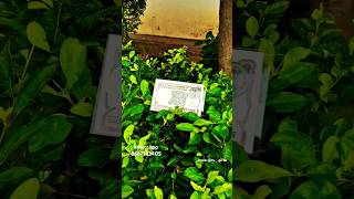 Make. your memorable days more special with special date currency notes💝 #cariftagames #iftex #gift