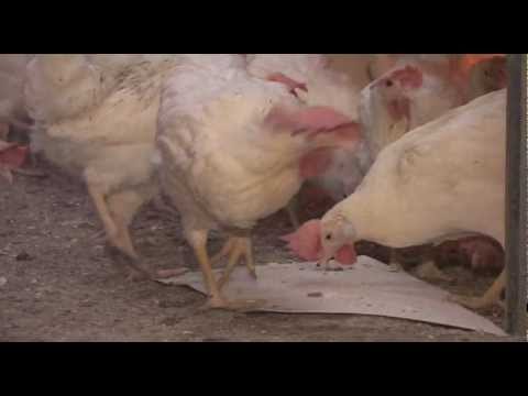 Video: Verpehøner: Raser Og Deres Egenskaper