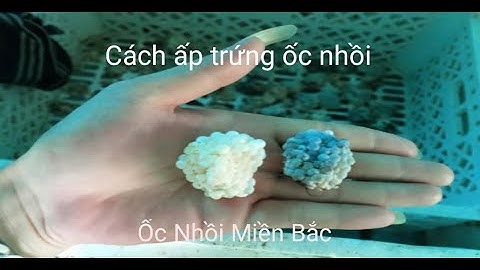 Cách Ấp Trứng Ốc Nhồi I Ốc Nhồi Miền Bắc I Tỉ Lệ Nở Cao