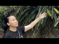霸王花豬骨湯加一樣，寒咳熱咳這湯全搞定！祛痰神湯 | unctional Soup |