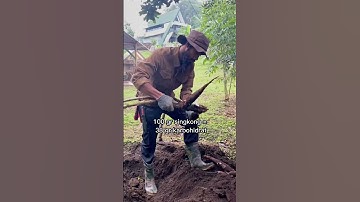 Mumpung panen singkong, enaknya dibikin apa ya? #shorts #panen #singkong