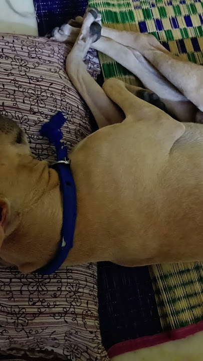 #funny #tamil #virelshorts #dog #lifeisbutadream #musicbusiness