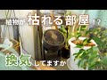 【これだけで変わる！】観葉植物が育たない環境は、あなたの体にもよくないかもしれません