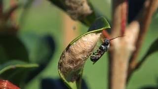 Wasp Parasitising Caterpillar Eggs Organic Gardening