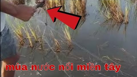 Giăng lưới cá rô đồng mùa nước nổi miền tây sông nước #p1