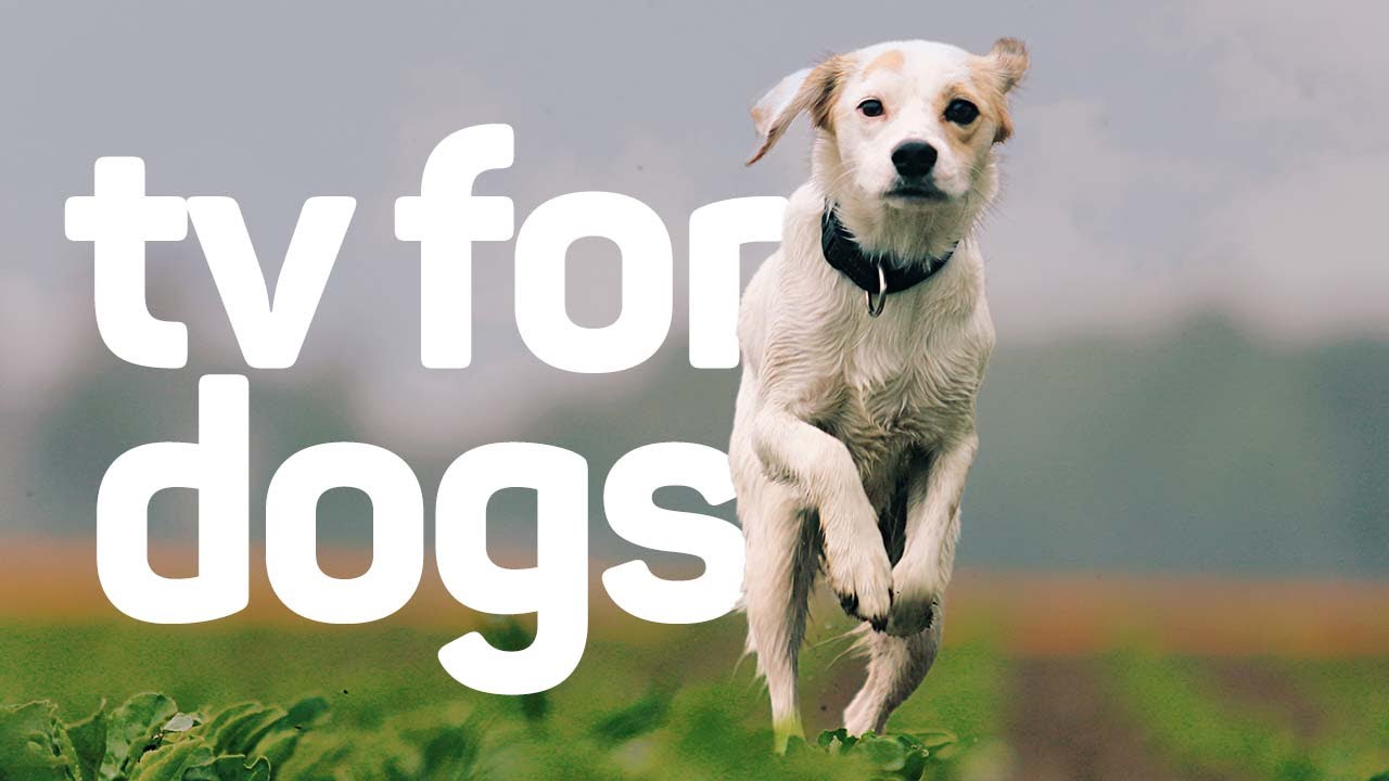 TV For Dogs 20 Hour Entertainment Experience for Dogs YouTube