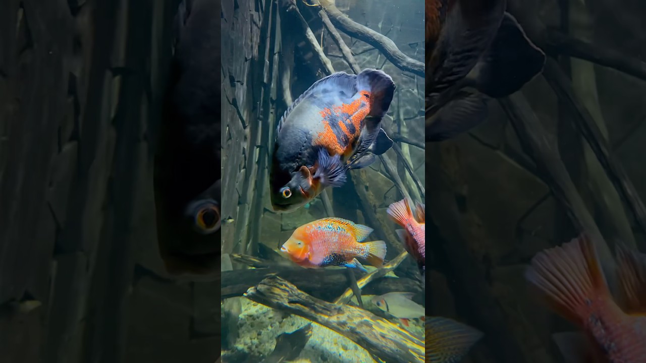 The Most Colorful Freshwater Fish 🤩 Vieja Melanura aka Redhead Cichlid 🔥