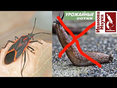 Друг или враг? Клопы-солдатики - украшение наших садов и убийцы слизней или враги урожая?