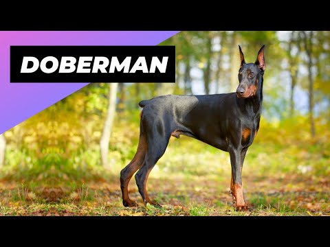 วีดีโอ: Dobermans Go Nuts For Dog