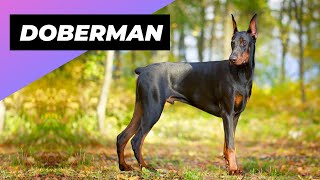 Doberman  One Of The Most Intelligent Dog Breeds In The World!