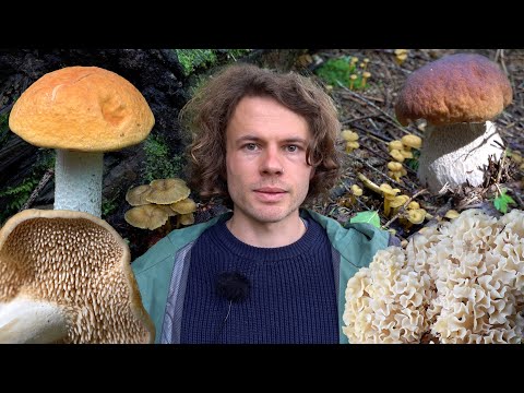 Video: Welche Pilze sind essbar? Welche Speisepilze werden im Herbst geerntet?