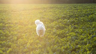 How to Train and Manage Your Samoyed's Prey Drive by Samoyed USA 80 views 1 month ago 3 minutes, 25 seconds