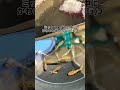 ラメ系ミックスメダカがかわいい！ #shorts #memes