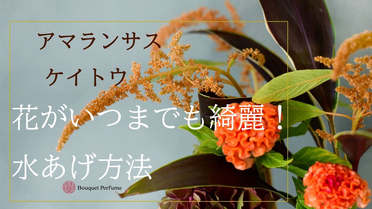 動画投稿 水揚げ 紫陽花 ケイトウ 枝物の水あげ方法のコツを花教室 講師が解説