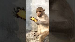 Jai Siya Ram#shorts#hanuman#monkey#feeding#kindness#animals#animallover