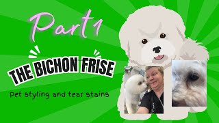 #bichonfrise Pet styles and tear stains