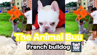 The Animal Buu Compilation | the most Fuuny collection102 #theanimalbuu #dogsofyoutube