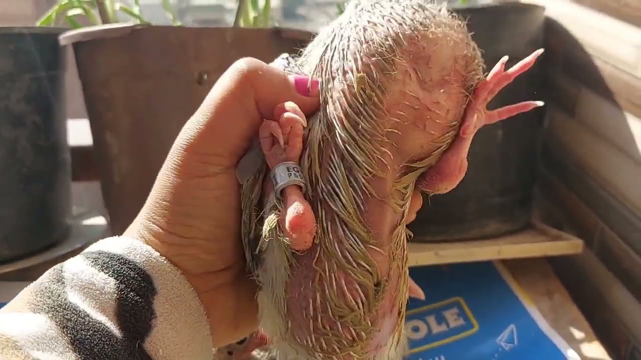 الحمام طار ومرجعش علي طول شوف الفرق بين طيران الزاجل الصبح وأخر النهار#طيران_الزاجل