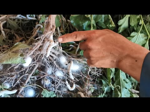 Как фермеры в Таджикистане выращивают шелкопряда