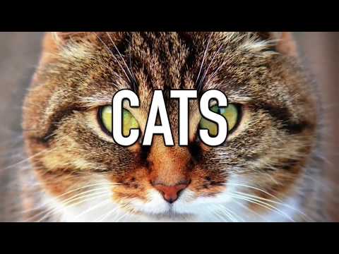 როგორ ხედავენ სხვა არსებები სამყაროს