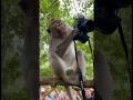 Monkey Cameraman 's Secret Method for AMAZING Shots