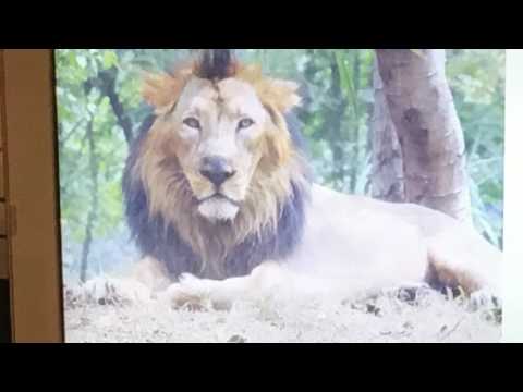 Indian Mammals