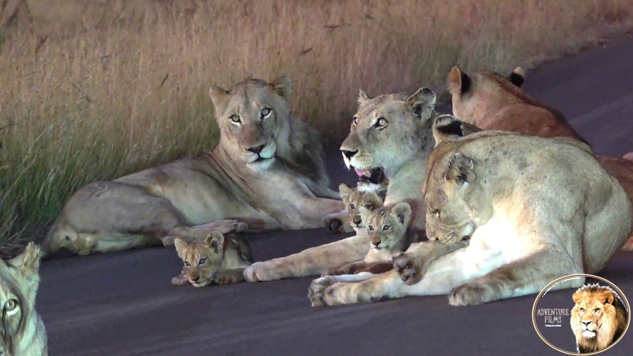 Находятся ли детеныши Каспера, Белого льва, и его братья в опасности?