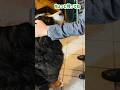 人形町でお気に入りのお店を見つけたバーニーズ🐾