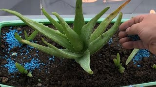 Planting Baby Aloe Vera, Cloves, And Margarita. ( Making my Garden of Eden ) Full Process 2019