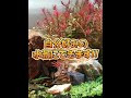 アクアリウム１年目で買って驚いた物３選！！／化学反応式ボンベ／RGBライト #shorts