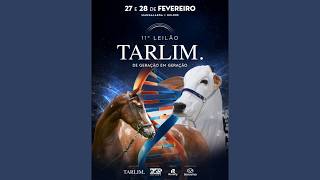 11º LEILÃO TARLIM - DE GERAÇÃO EM GERAÇÃO – NELORE | 27/02/2026 – 20H
