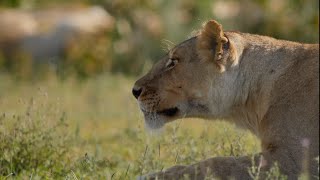 This is TOP 10 of the real lion hunt in Serengeti. (2nd Places) [African Safari Plus⁺] 196
