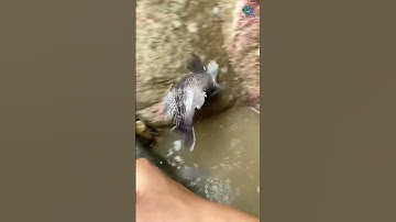 Cá hồi gì mà to dữ thần vậy | Review bắt hải sản #shorts #sanbathaisan