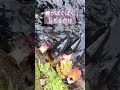 鯉のぱくぱく#鯉